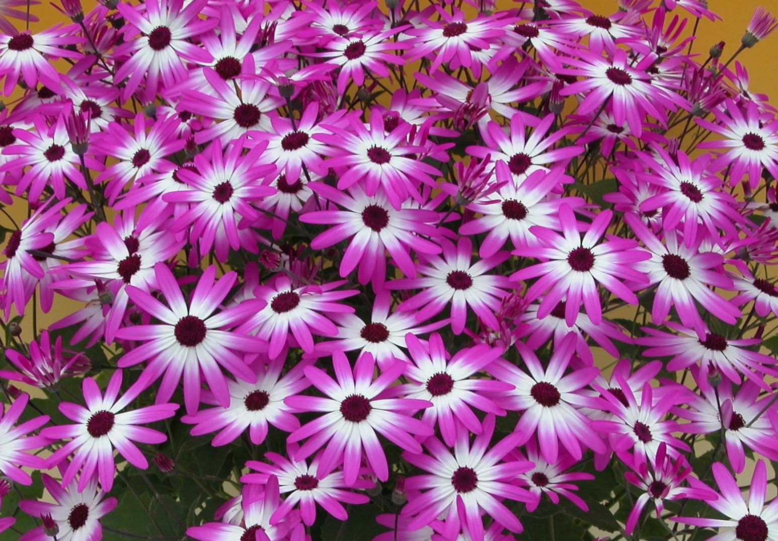 Senetti Magenta Bicolor