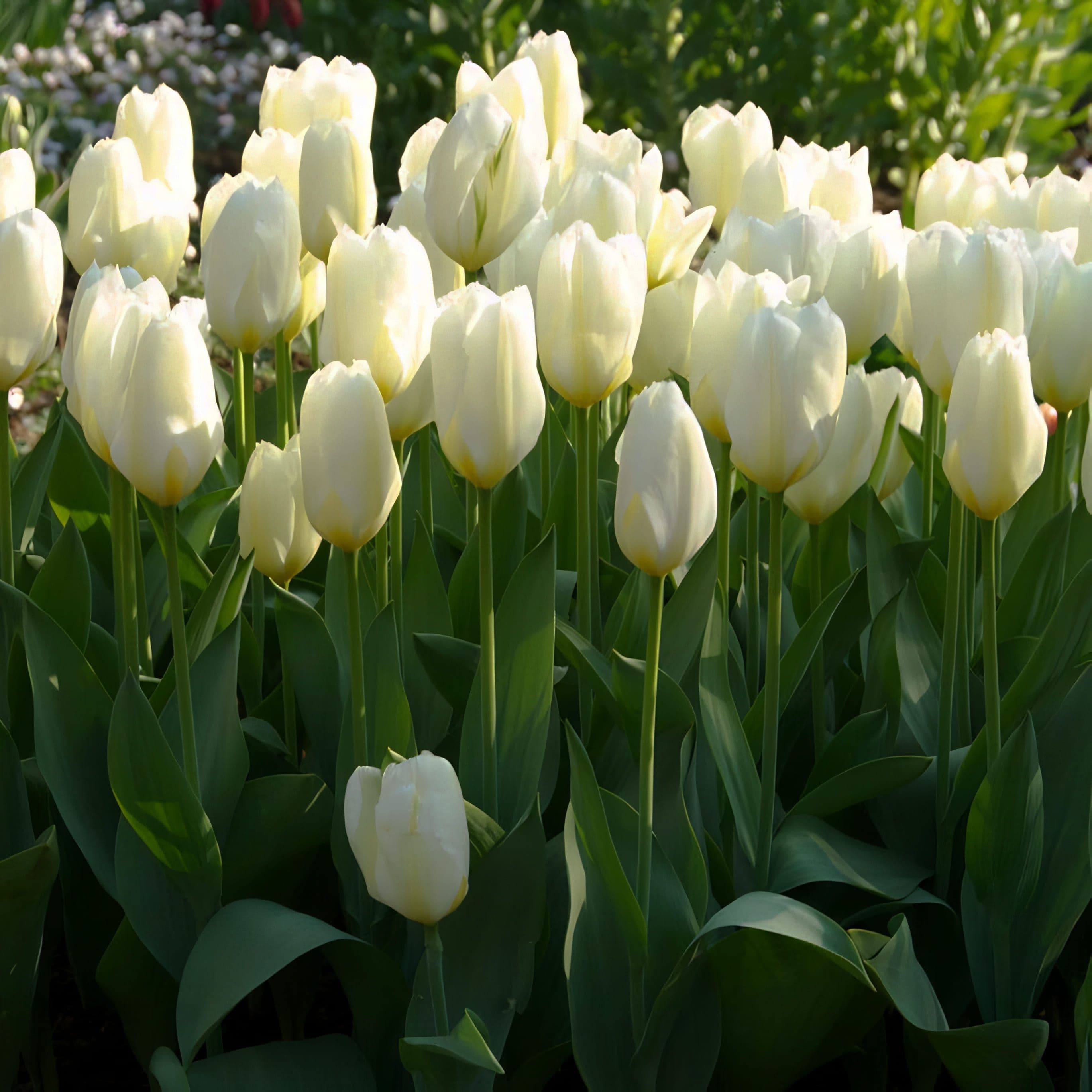 Tulip White 6 Bulbs/Pot