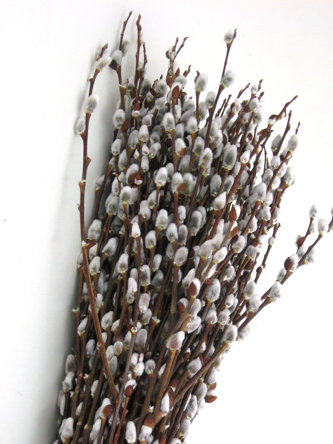 Pussy Willow Tall Giant 6'