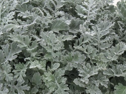 Dusty Miller Silverdust