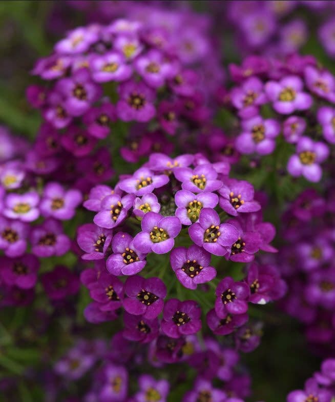 Lobularia Easy Breezy Purple