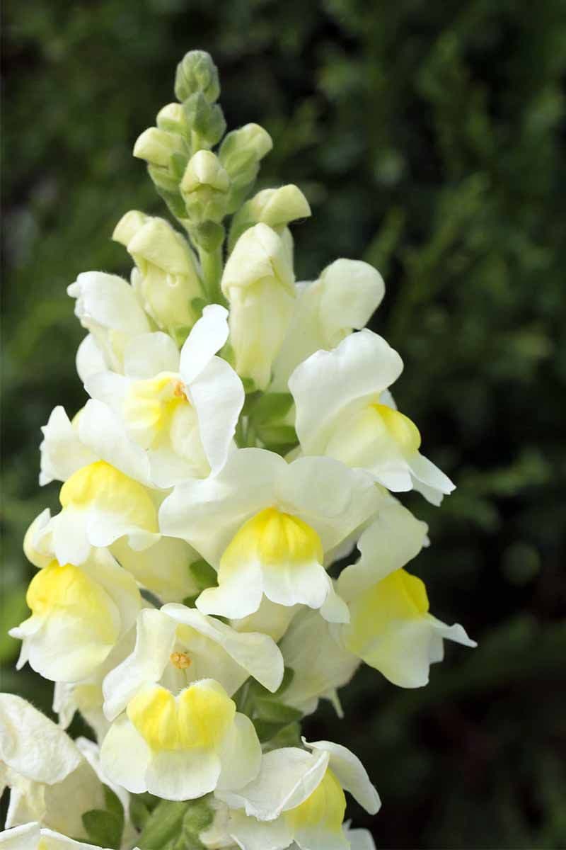 Snapdragon Snapshot White