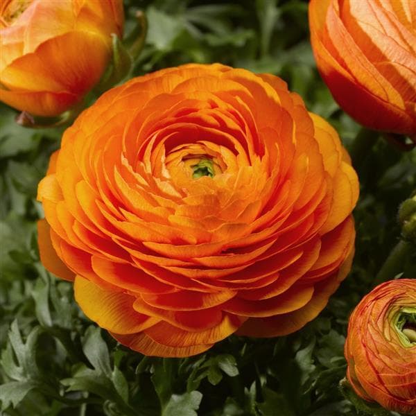 Ranunculus Sprinkles Orange