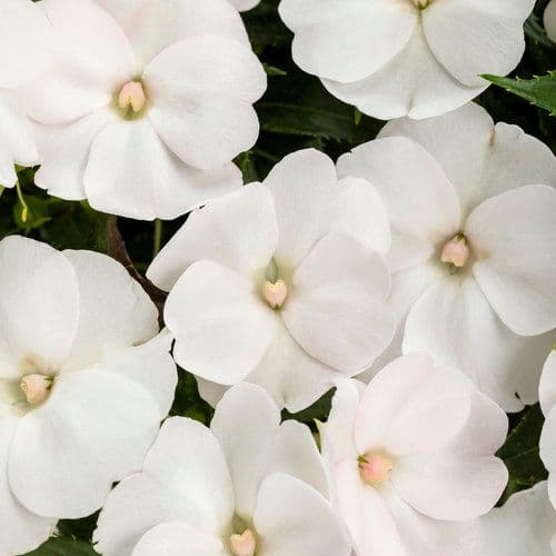 Impatiens Sun Comp White