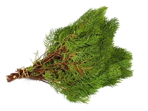 Arbor Vitea Bale