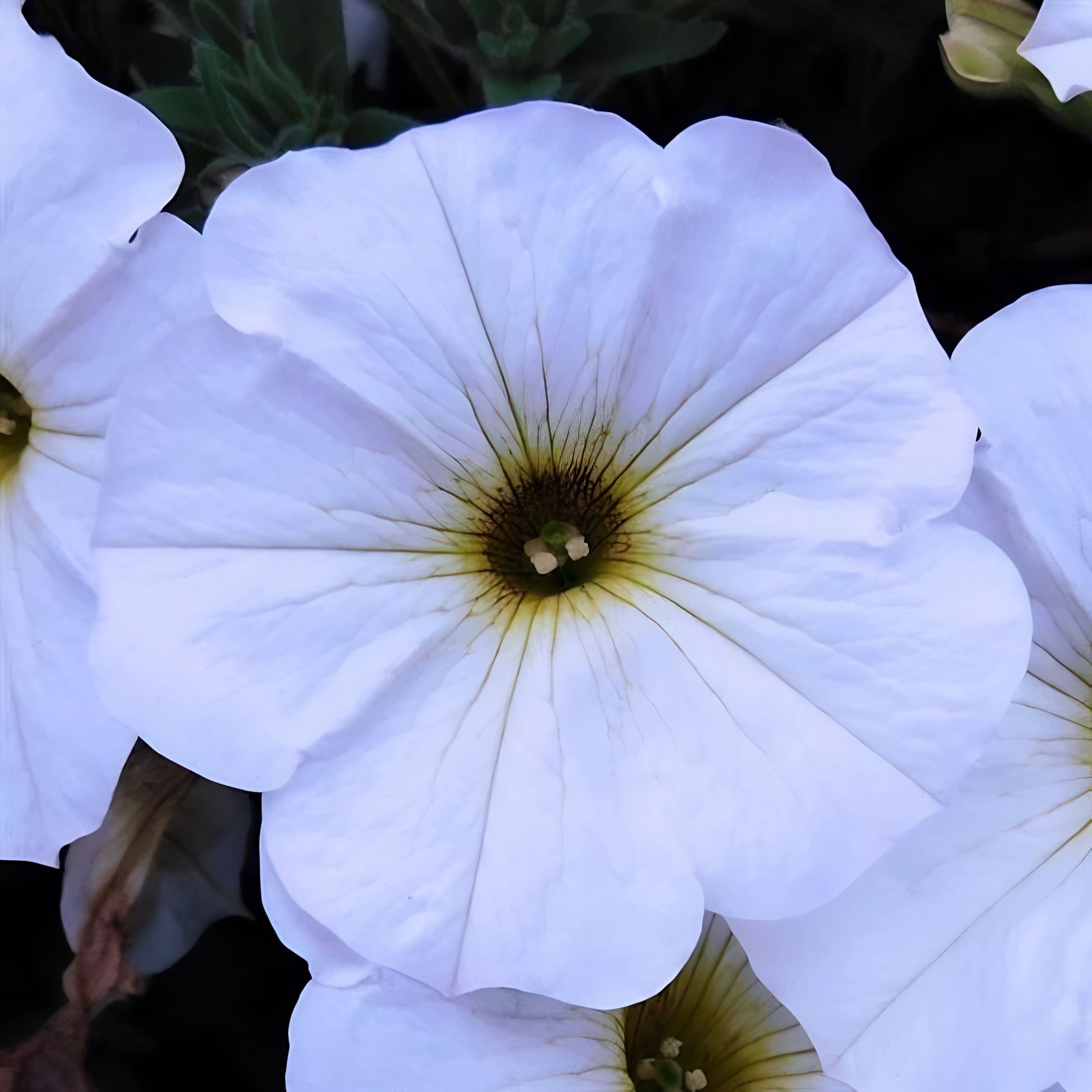Petchoa SuperCal Premium Pearl White