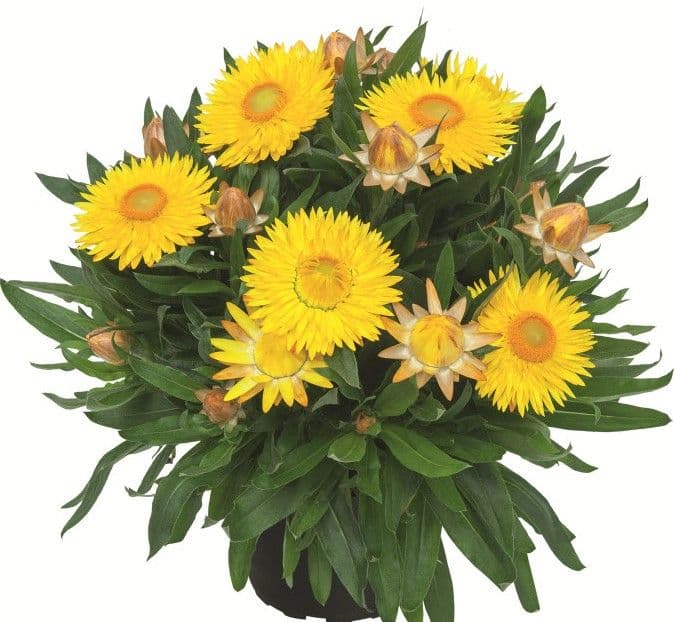 Bracteantha SunBrero Yellow