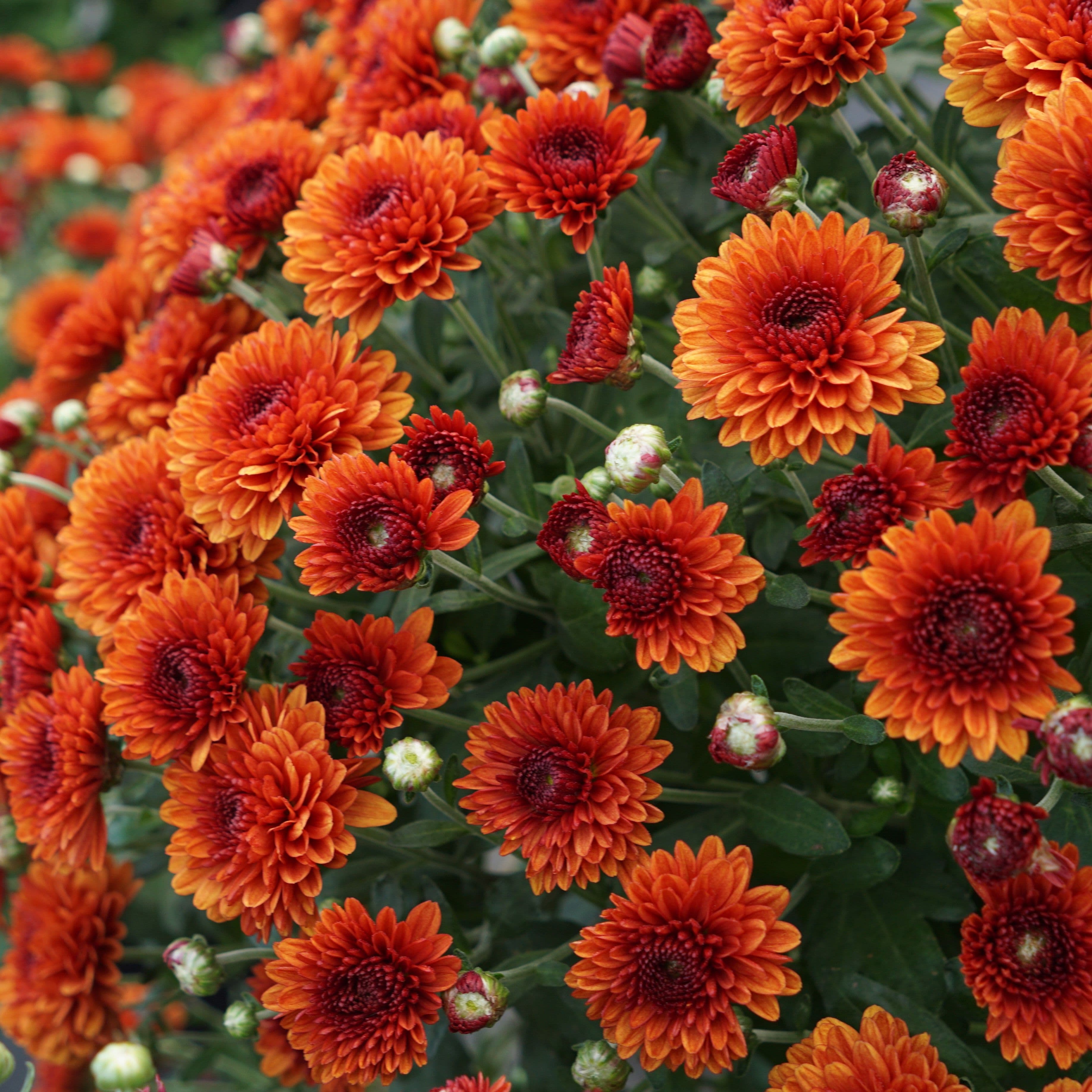 Mum Bronze