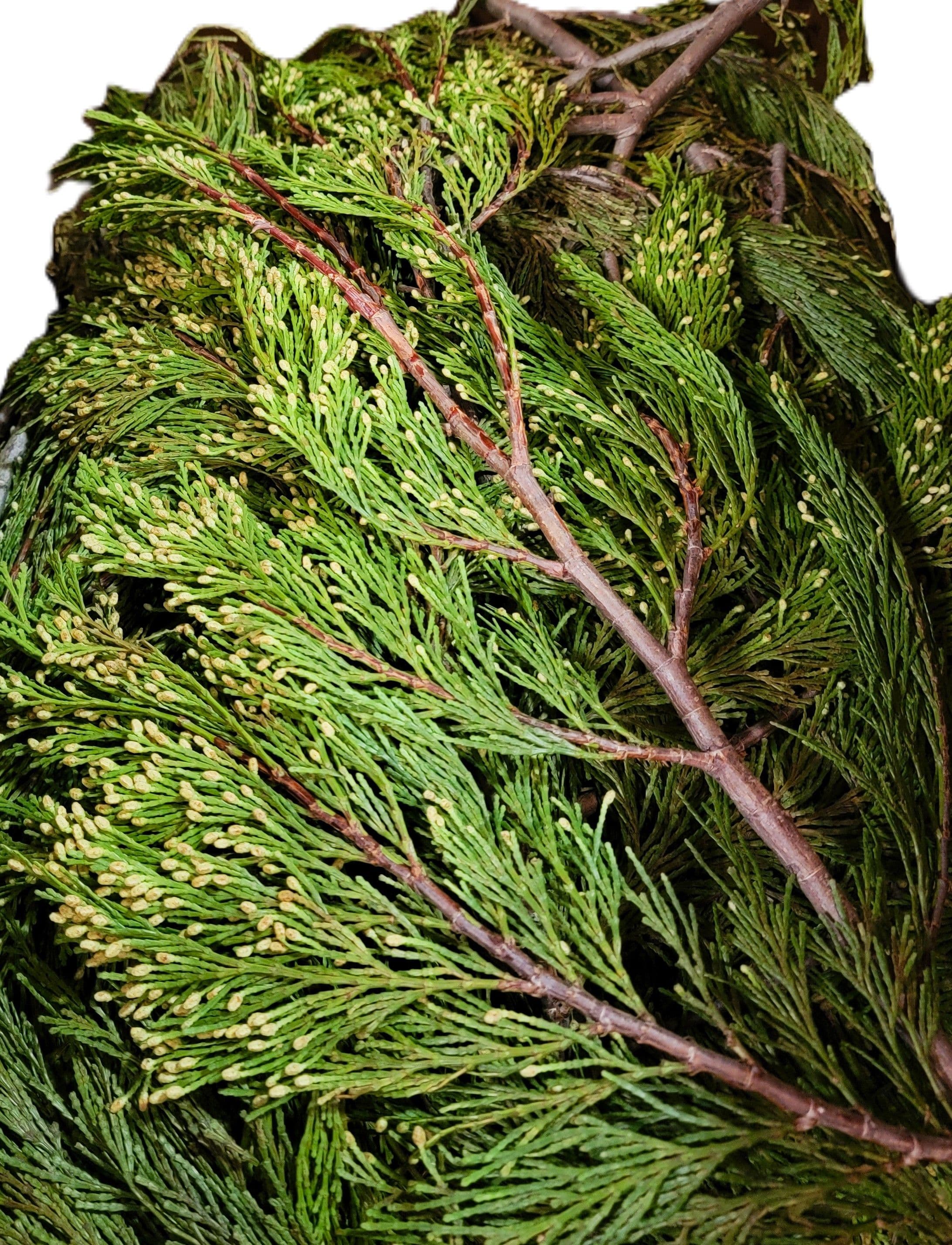 Cedar Incense Case