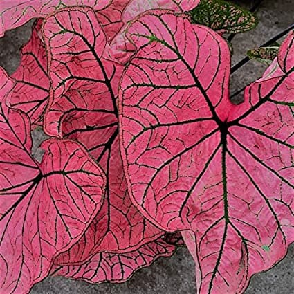 Caladium Spring Fling