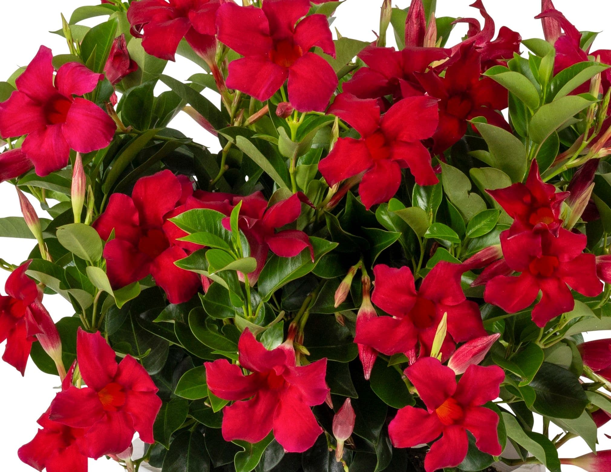 Mandevilla SunParasol Original Crimson Red