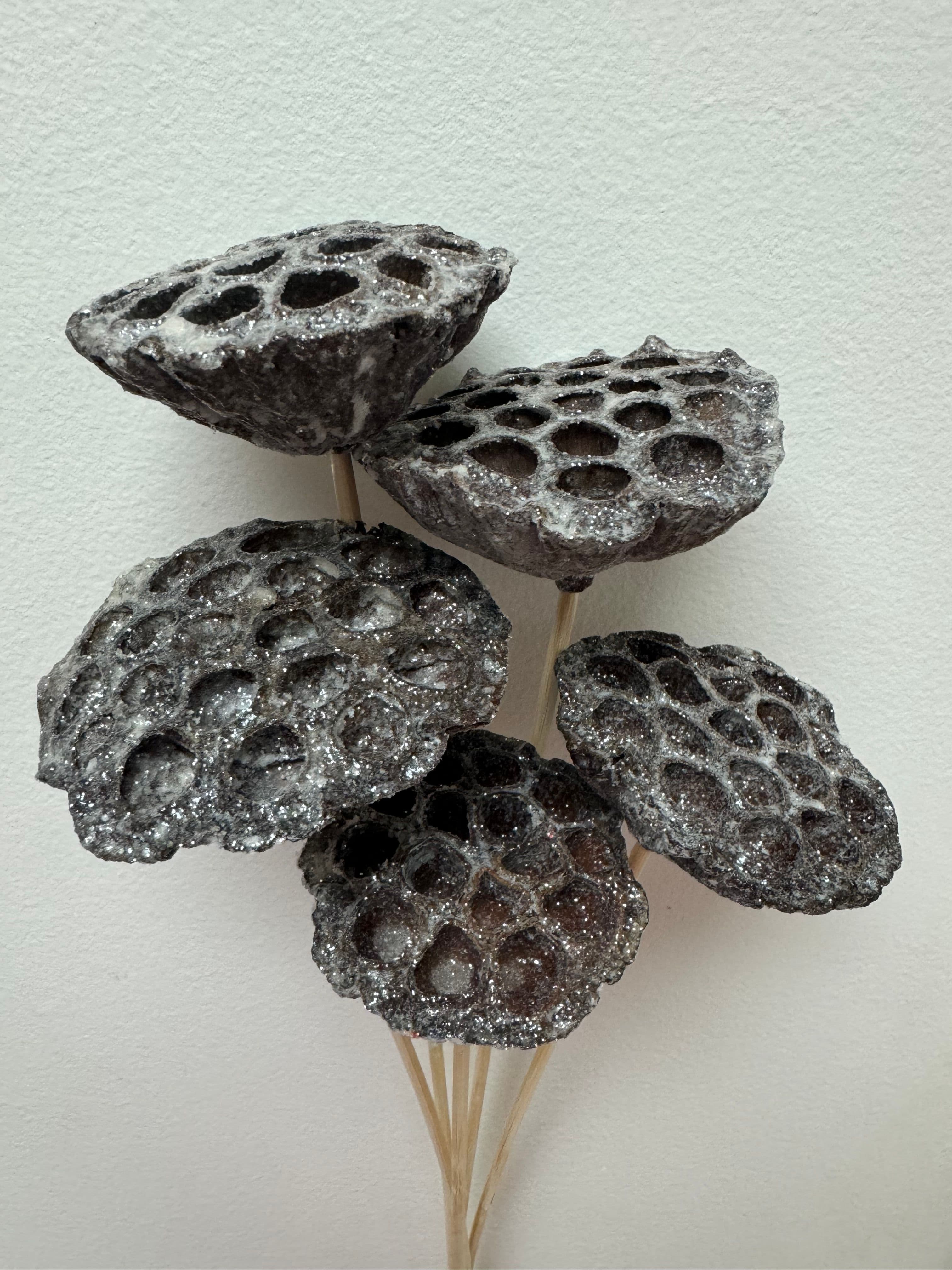 Lotus Pod Sugared