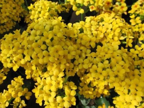 Kalanchoe Yellow