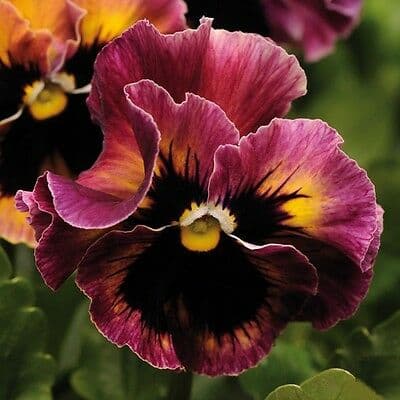 Pansy Frizzle Sizzle Raspberry