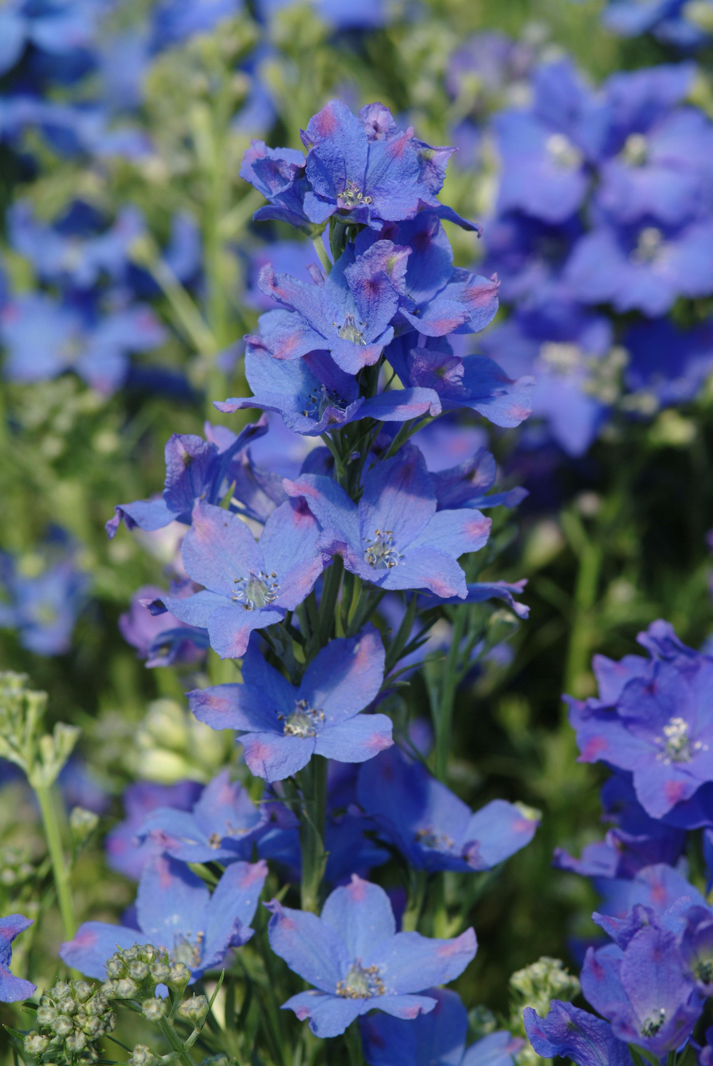 Delphinium Diamonds Blue