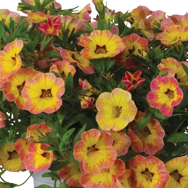 Calibrachoa Rainbow Pink Pepperberry