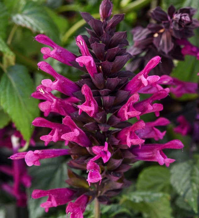 Salvia Plum Crazy