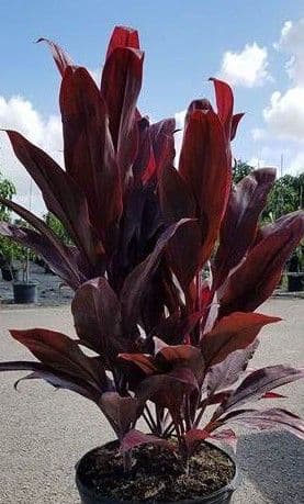 Cordyline Auntie Lou Burgundy