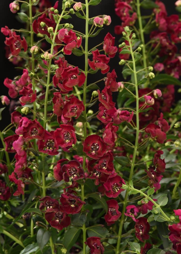Angelonia Archangel Ruby Sangria