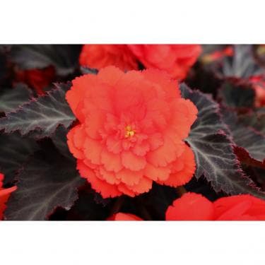 Begonia Iconia Portofino Hot Coral