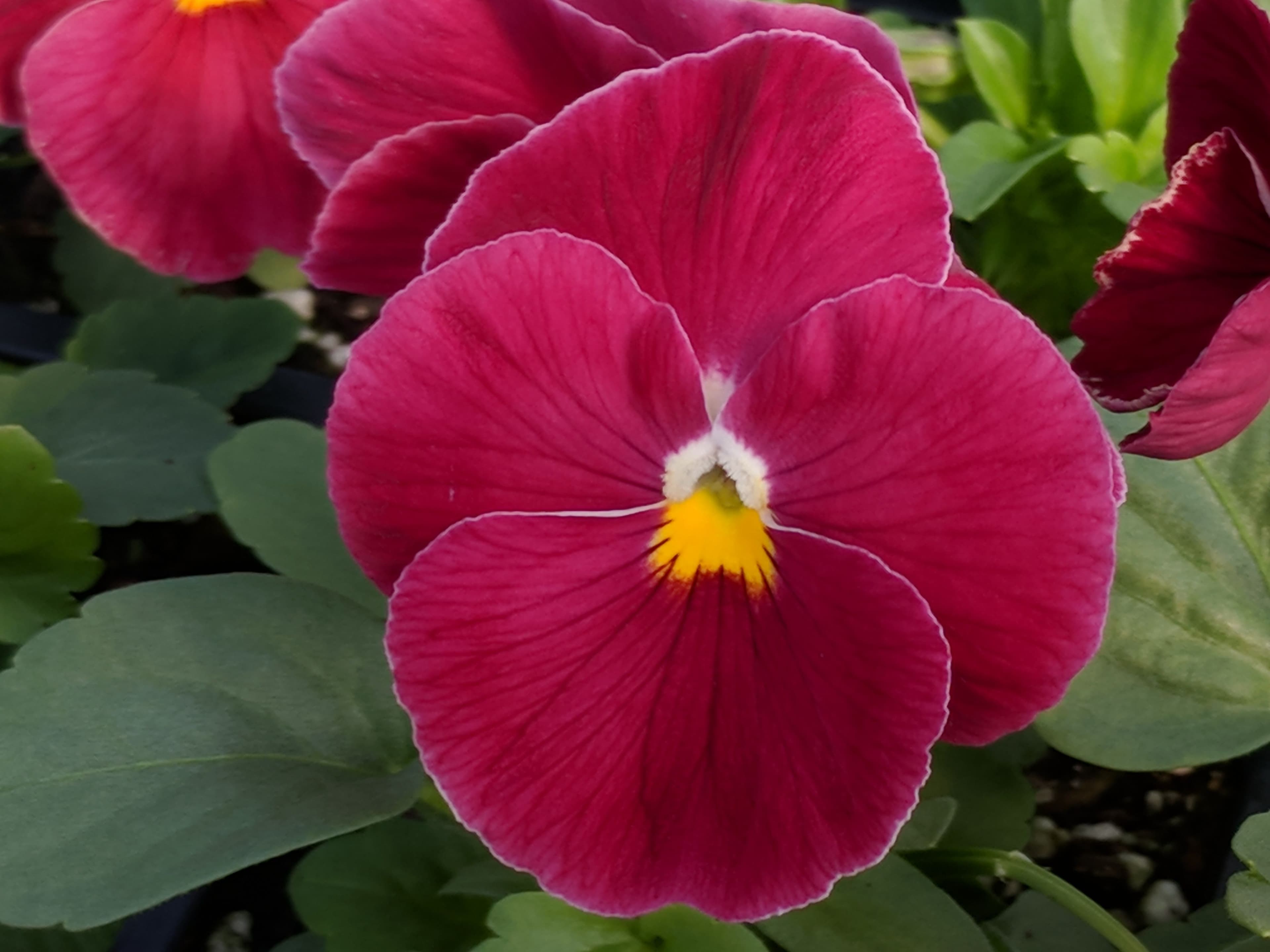 Pansy Delta Pure Rose