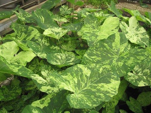 Caladium Frog in a Blender