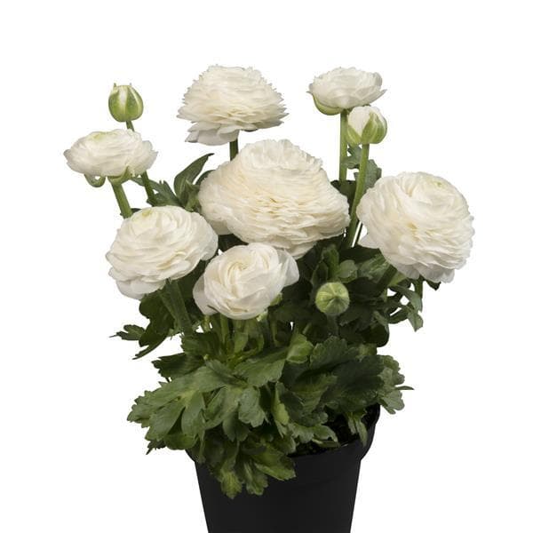 Ranunculus Sprinkles White