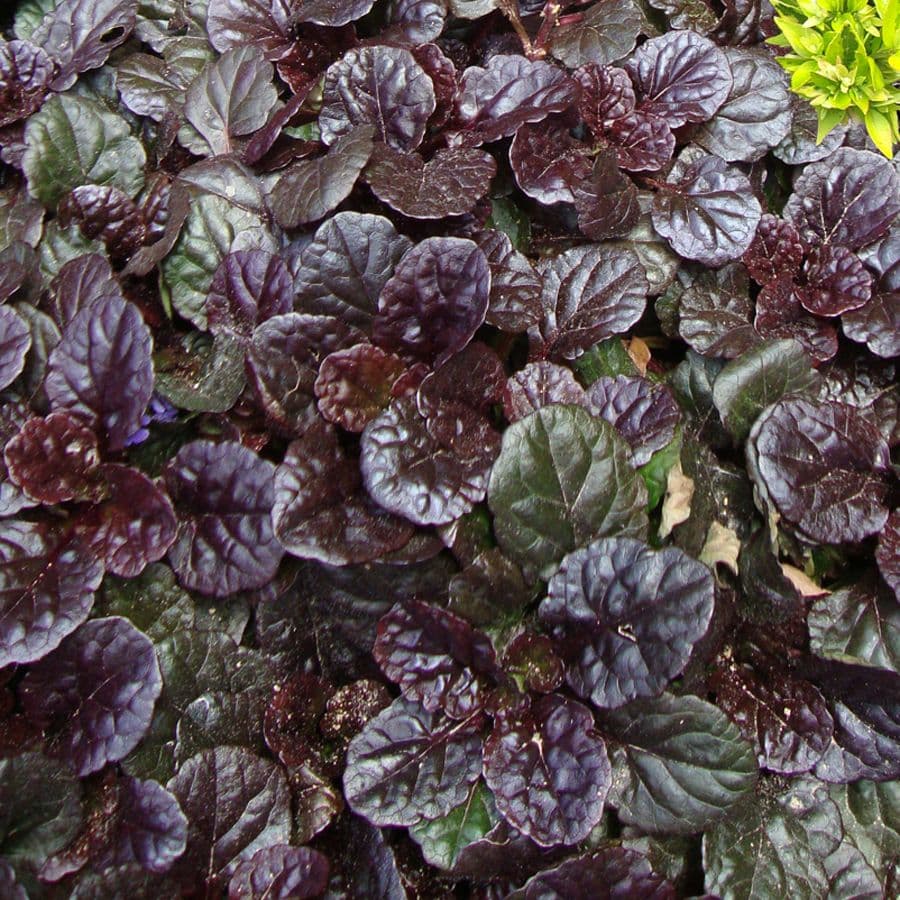 Ajuga Black Scallop