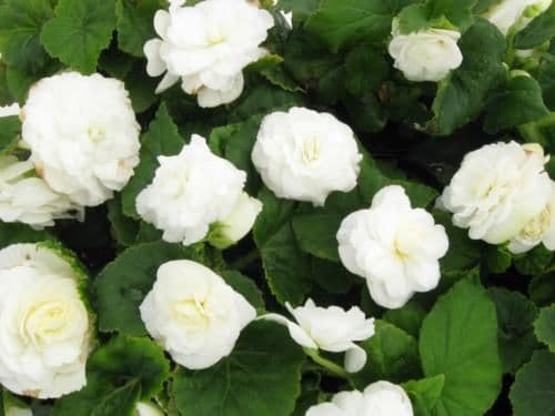 Begonia Non Stop White