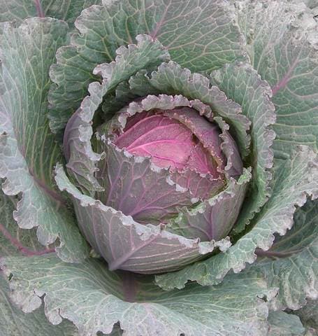 Cabbage Deadon