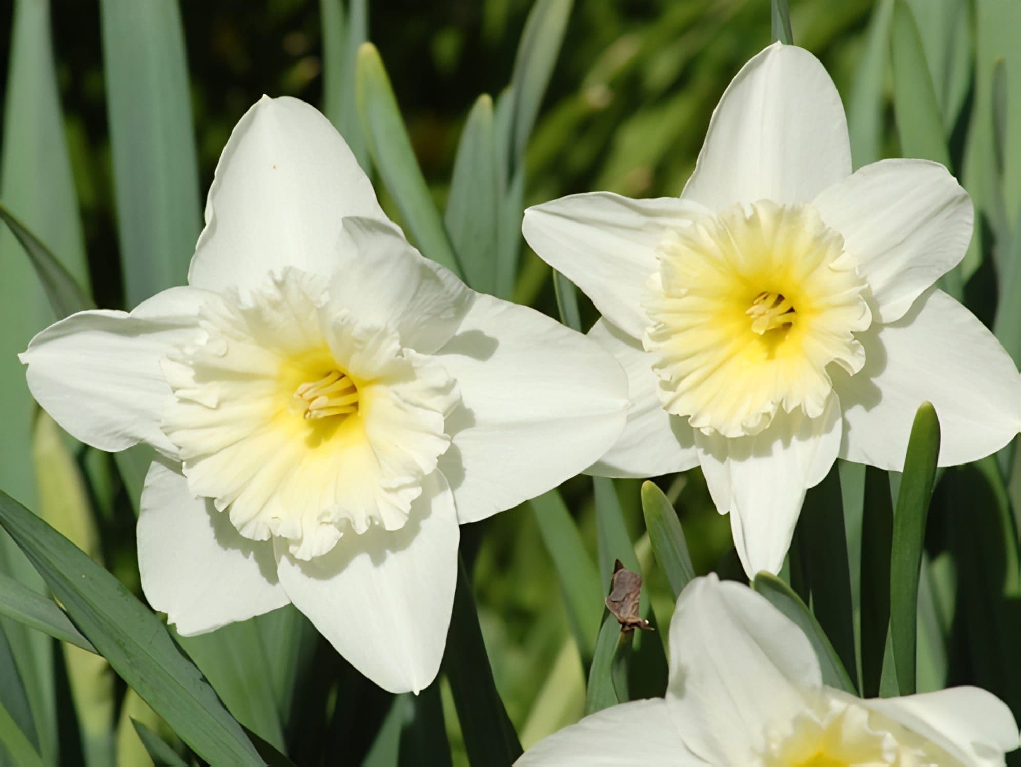 Daffodil White 5 Bulbs/Pot
