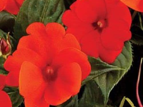 Impatiens Sun Comp Electric Orange