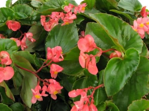 Begonia Dragon Wing Pink