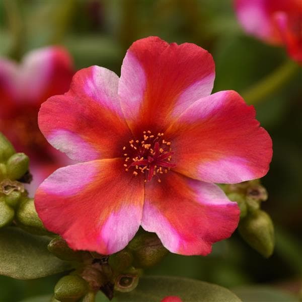 Portucula Rio Grande Frosted Strawberry