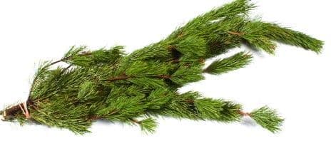 Shore Pine Bale