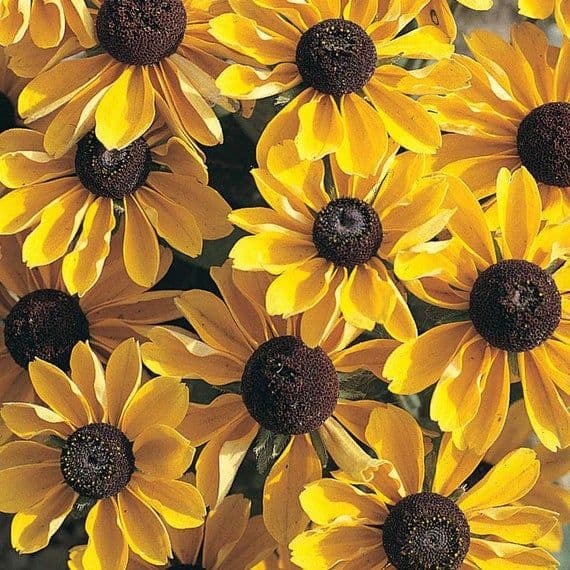 Rudbeckia Toto Gold