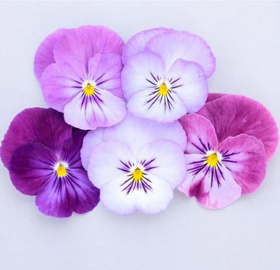 Viola Colormax Lavender Flash