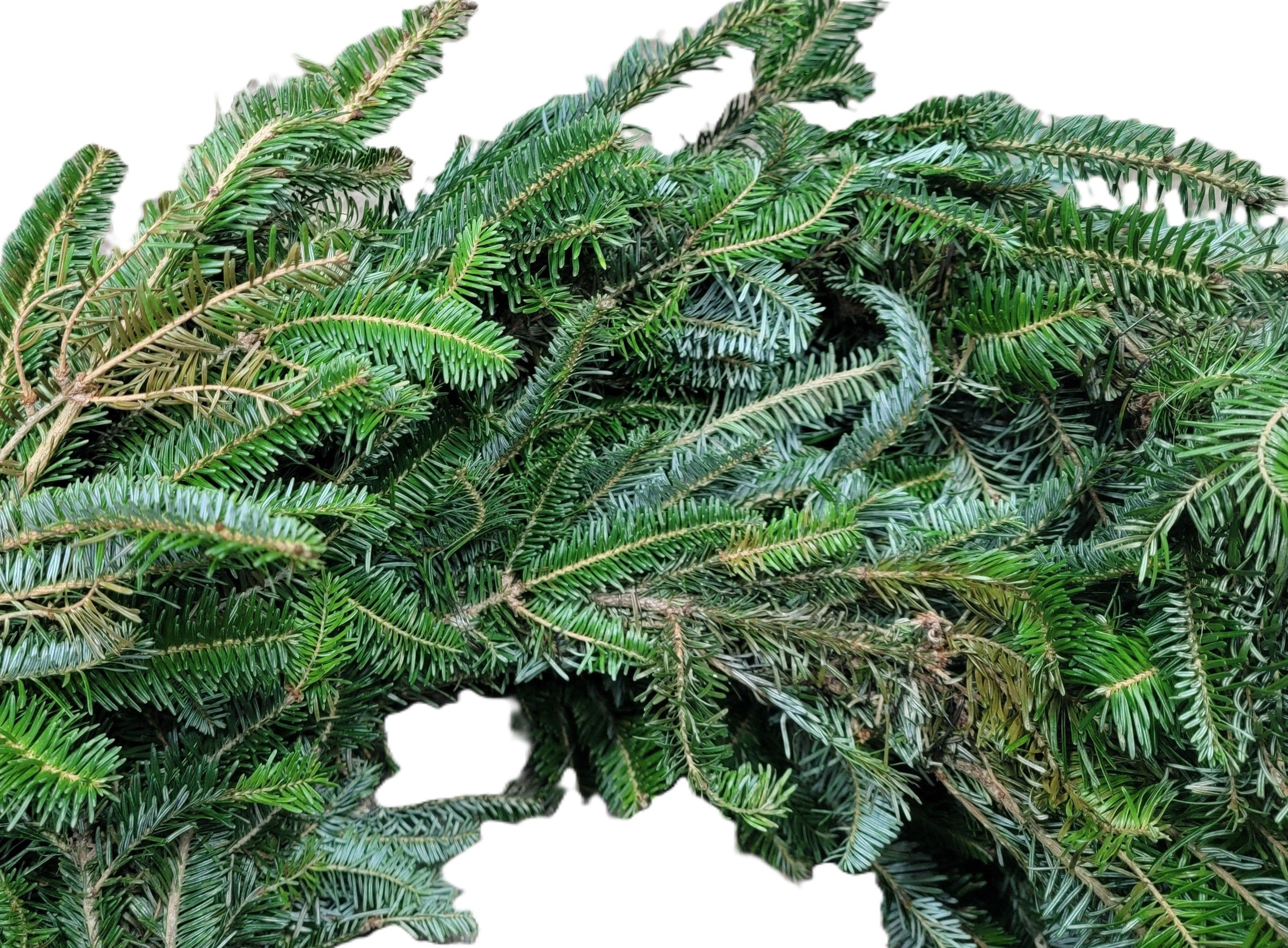 Fraser Fir 50' Garland