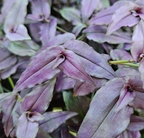 Tradescantia Purple Bridal Veil