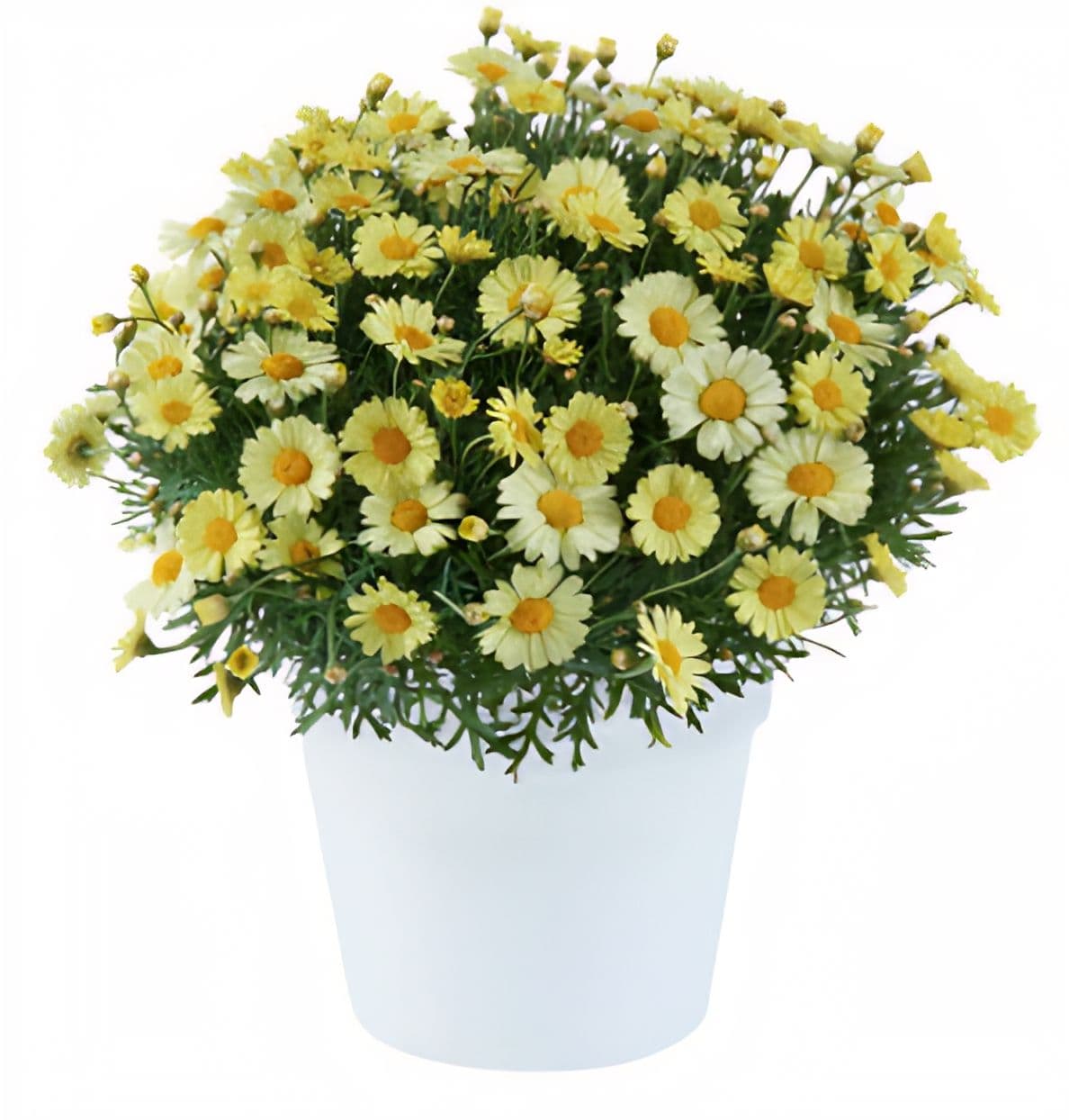 Argyranthemum Lollies Buttermint
