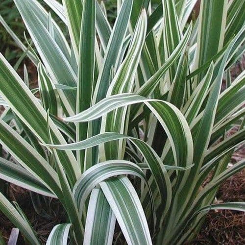 Dianella Tas Variegata