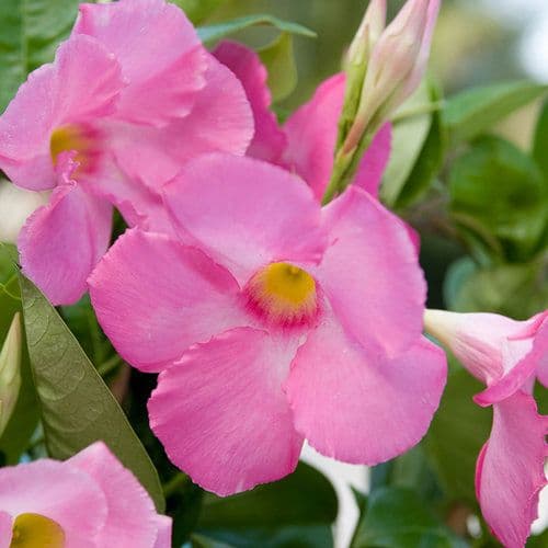 Mandevilla Teepee SunParasol Giant Pink