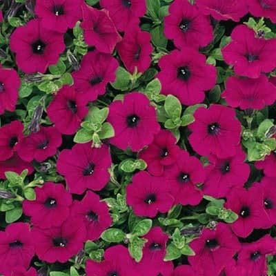 Petunia Wave Purple