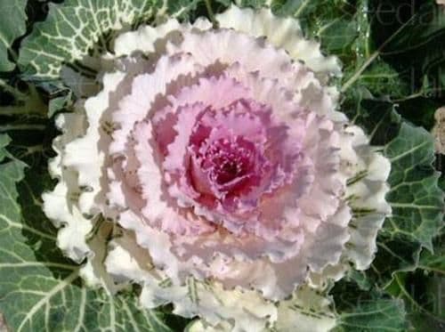 Kale Pigeon Victoria Pink F1