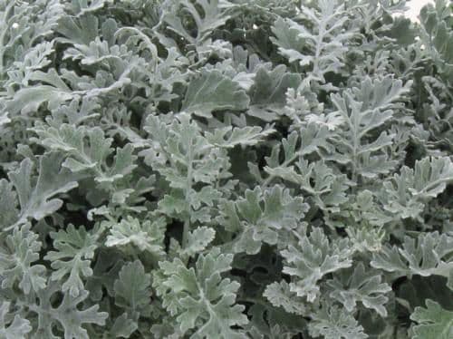 Dusty Miller Silverdust
