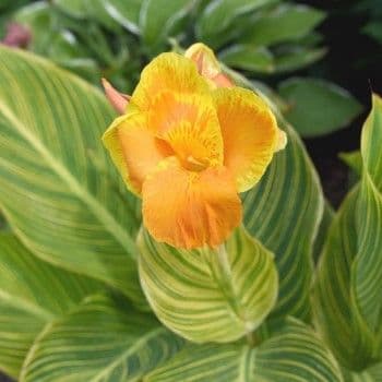 Canna Tropicanna Gold