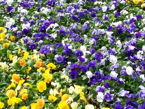 Pansy Bowl Assorted