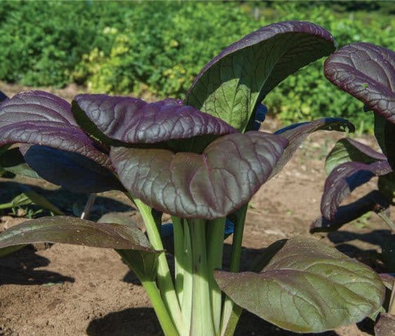 Bok Choi Rosie F1