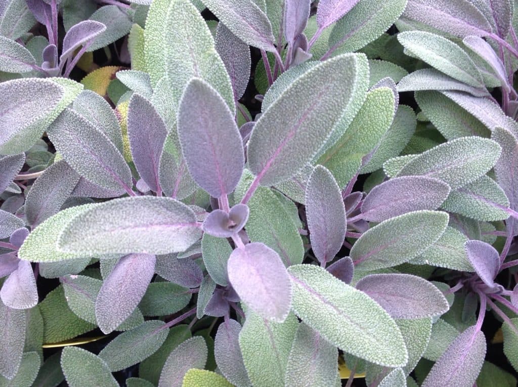 Sage Purple