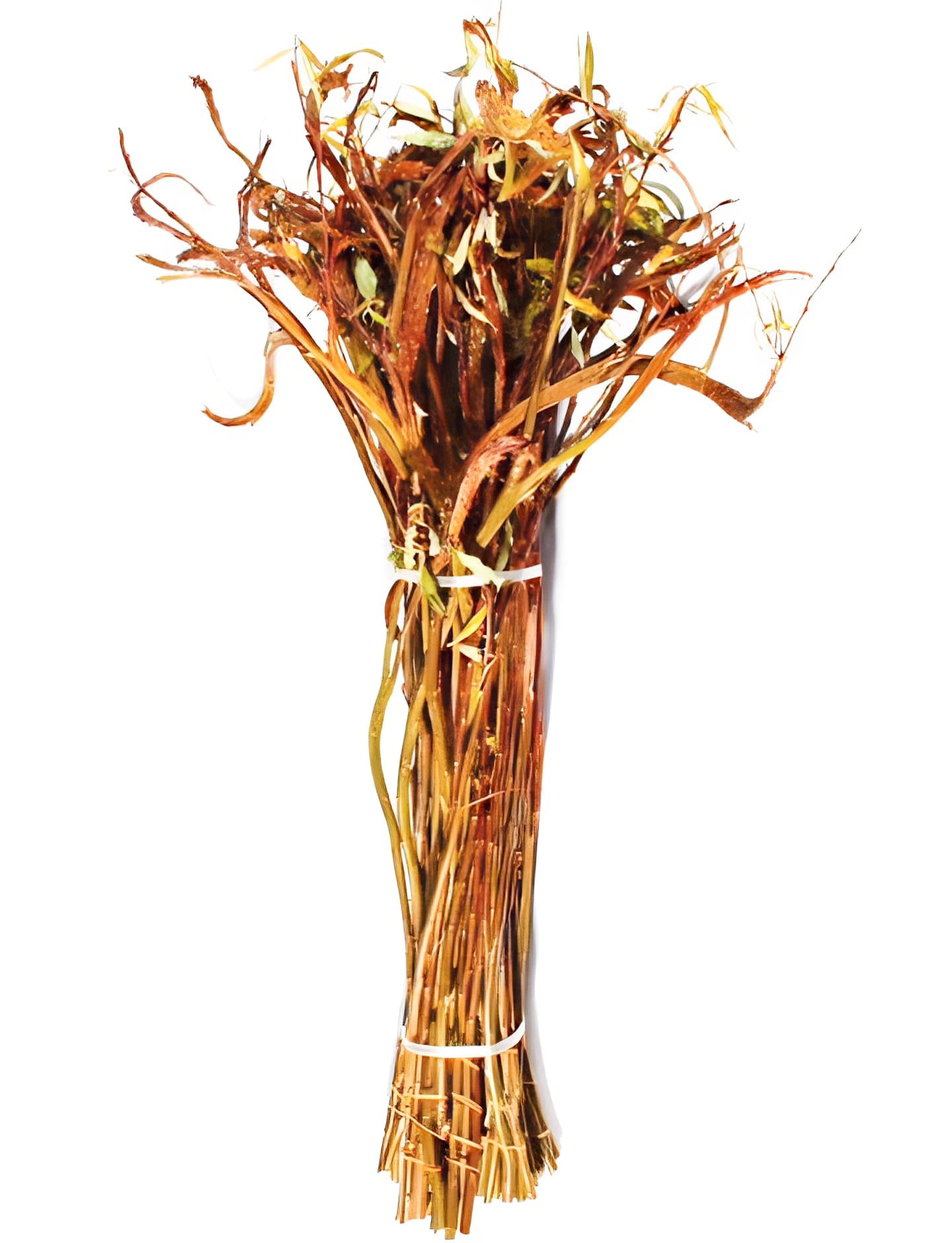 Fantail Willow Medium 36"-48"